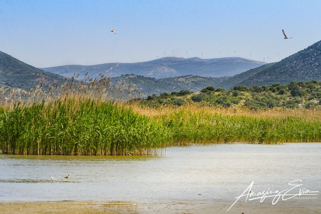 Υδροβιότοπος της Λίμνης του Δύστου