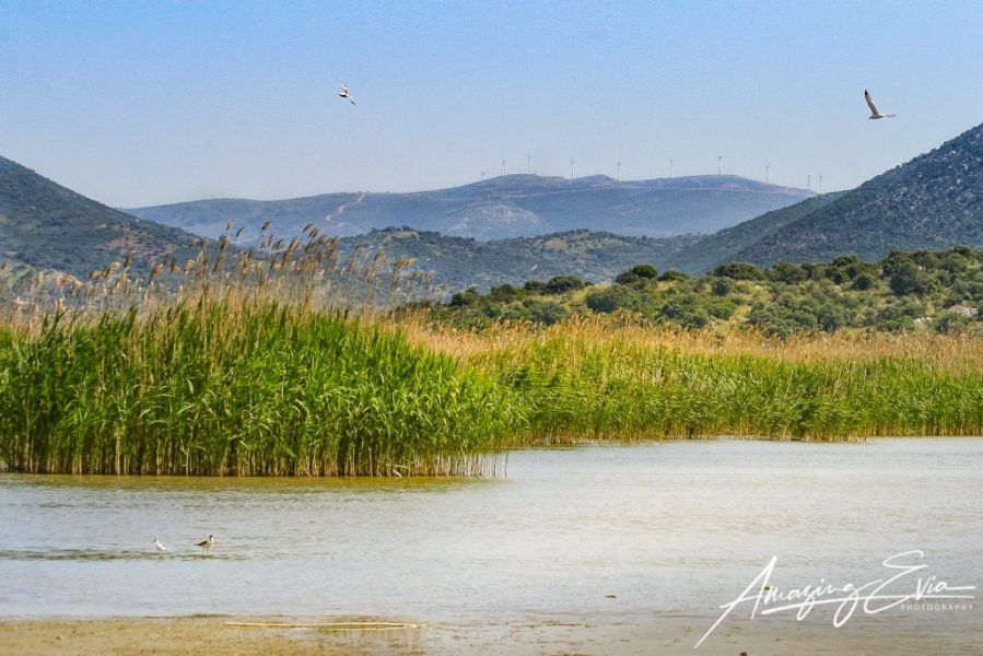 Υδροβιότοπος της Λίμνης του Δύστου